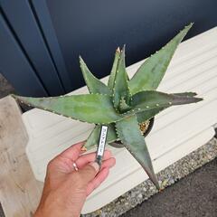 アロエ　コンプトニー　1鉢