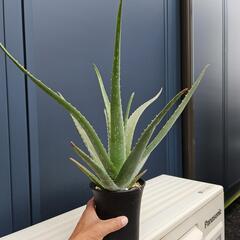 アロエ　品種不明　1鉢の画像