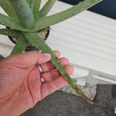 アロエ　品種不明　1鉢の画像