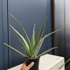 アロエ　品種不明　1鉢の画像