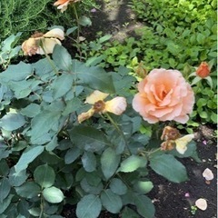 ガーデニング・菜園を開墾する仲間募集 - 高崎市