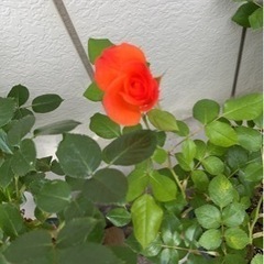 ガーデニング・菜園を開墾する仲間募集 - 友達