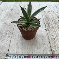 アガベ ハクセンコウの画像