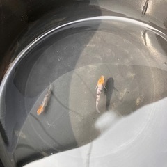 三色錦　輝赤（きせき）　若魚　メダカ
