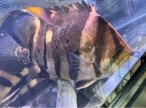 ダトニオプラスワン　腹パン