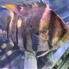 ダトニオプラスワン　腹パン