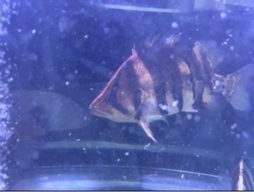 ダトニオプラスワン　腹パン