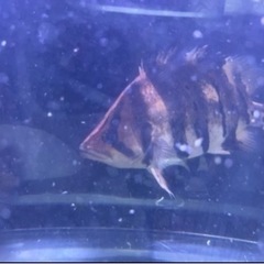 ダトニオプラスワン　腹パンの画像