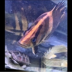 ダトニオプラスワン　腹パンの画像