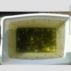 楊貴妃透明鱗