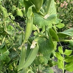野菜　スナップエンドウ
