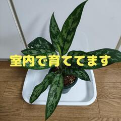 【観葉植物】アグラオネマ　マリア　4号鉢