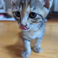 生後1か月子猫＊*里親様募集中