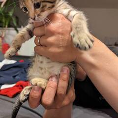 生後1か月子猫＊*里親様募集中 - 佐賀市