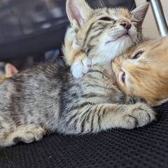 生後1か月子猫＊*里親様募集中 - 猫