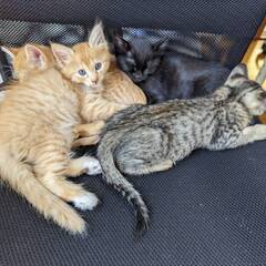 生後1か月子猫＊*里親様募集中 − 佐賀県