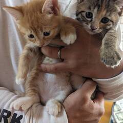 生後1か月子猫＊*里親様募集中 - 里親募集