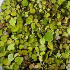 メダカの水草