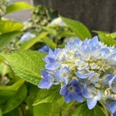 切り花　花　ガーデニング