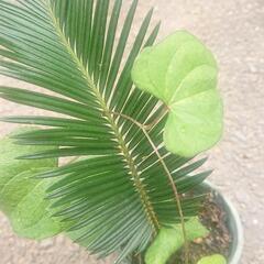 ソテツ そてつ 蘇鉄 去年発芽もの ③ 苗木 植木鉢付属 観葉植物 無農薬  園芸 ガーデニング グリーン 家庭菜園の画像