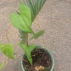 ソテツ そてつ 蘇鉄 去年発芽もの ③ 苗木 植木鉢付属 観葉植...