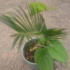 ソテツ そてつ 蘇鉄 去年発芽もの ③ 苗木 植木鉢付属 観葉植物 無農薬  園芸 ガーデニング グリーン 家庭菜園の画像
