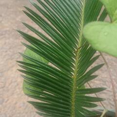ソテツ そてつ 蘇鉄 去年発芽もの ③ 苗木 植木鉢付属 観葉植物 無農薬  園芸 ガーデニング グリーン 家庭菜園の画像