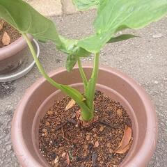 クワズイモ 去年分離もの ③ 苗木 植木鉢付属 無農薬 園芸 ガ...