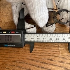 青森県産 超大型 天然ミヤマクワガタ 70.2mmオス単品