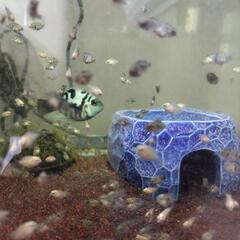 熱帯魚 パロット