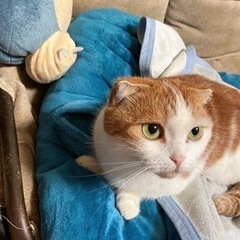 マンチカンの猫です