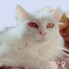 6月16日(日)🍀🐈✨すみれペットクリニック様にて主催『立川地域...