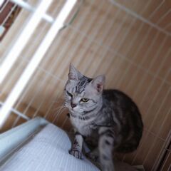 【募集停止】小柄な女の子タラちゃん - 猫