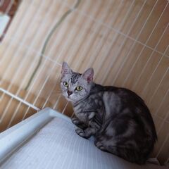 【募集停止】小柄な女の子タラちゃん − 長野県
