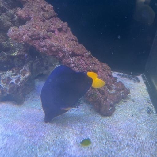 ※今週のみ取引　パープルタン