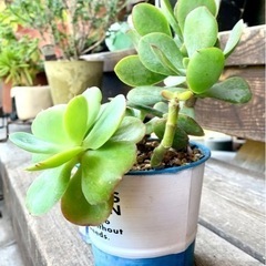 多肉植物リメ缶寄せ植え
の画像