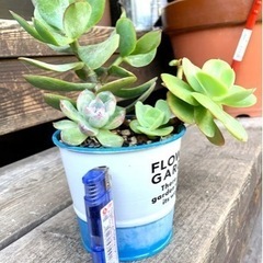 多肉植物リメ缶寄せ植え
の画像