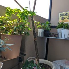 プルメリア　1m75cmの画像