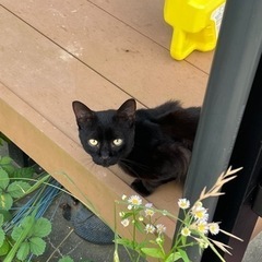 1歳前後の黒猫♂の家族になって下さい