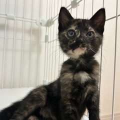 家族が出来ました🍀甘えんぼなさびねこちゃん