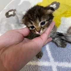 子猫