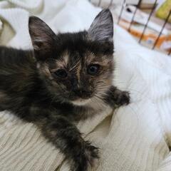 (家族が決まりました！)　生後2か月の保護猫