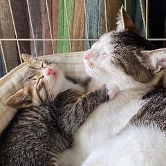 保護親子ねこちゃん