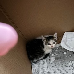 元気いっぱい 青い瞳の子猫さん
