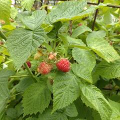 ラズベリー苗木の画像