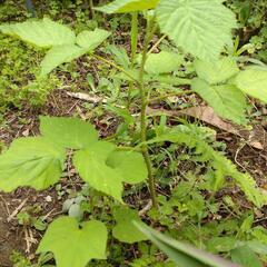ラズベリー苗木の画像