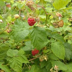 ラズベリー苗木の画像