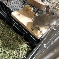 デグー　メス