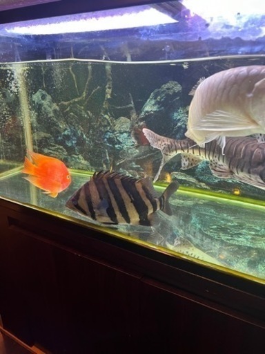 ダトニオ