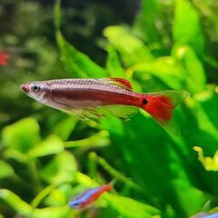 (残８匹)親魚カージナル・アカヒレ・ロングフィンEU　(１匹)